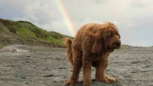 Illustration : "12 photos amusantes qui prouvent que chiens et chats sont les rois des pitreries"