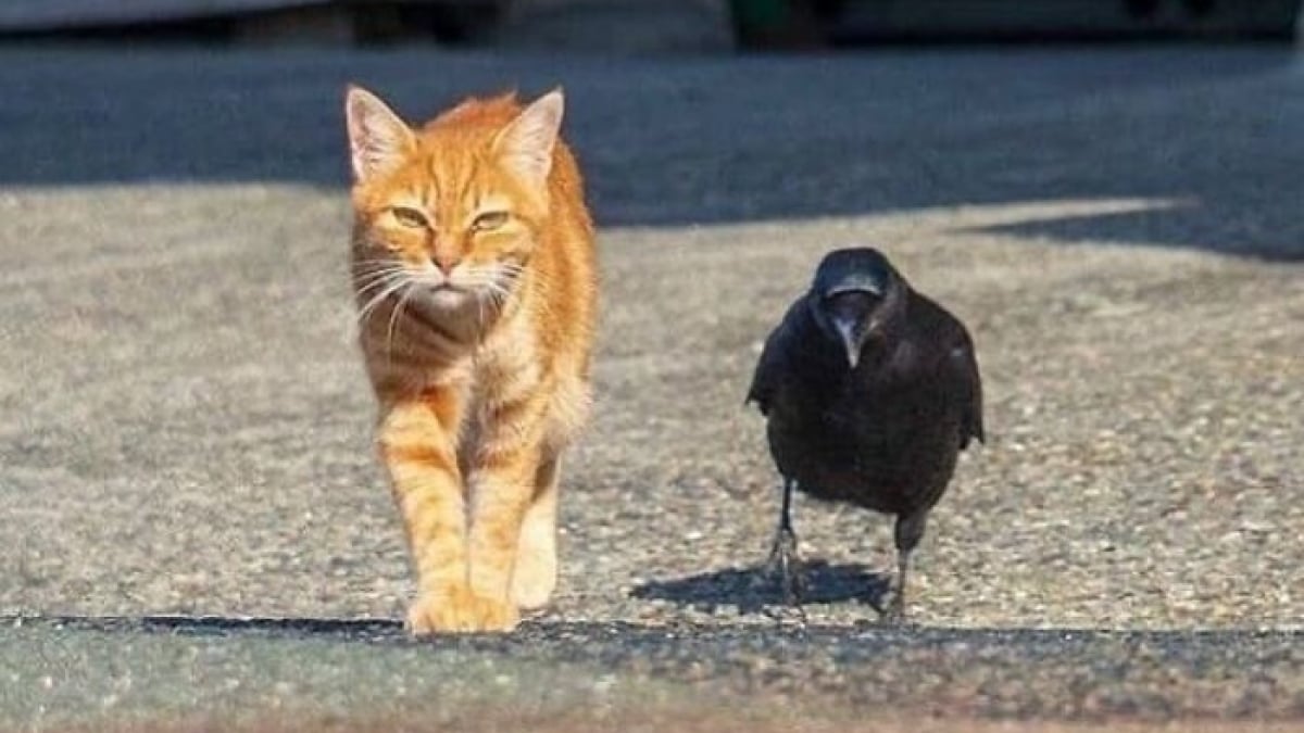 Illustration : "14 photos drôles de chats et de chiens qui dégagent une aura particulière"