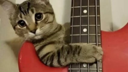 Illustration : 10 photos de chats dont le style et l&rsquo;attitude vont vous amuser