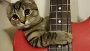 Illustration : "10 photos de chats dont le style et l’attitude vont vous amuser"