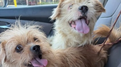 Illustration : Abandonn&eacute;s en pleine nuit dans un parc ce chiot terrifi&eacute; refuse de fuir sans son fr&egrave;re en cage lors de leur sauvetage