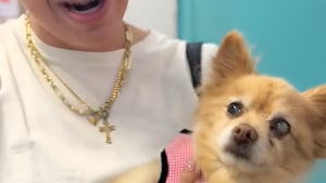 Illustration : Les retrouvailles « surréalistes » entre cette famille et sa chienne bien-aimée disparue sans raison 12 ans plus tôt