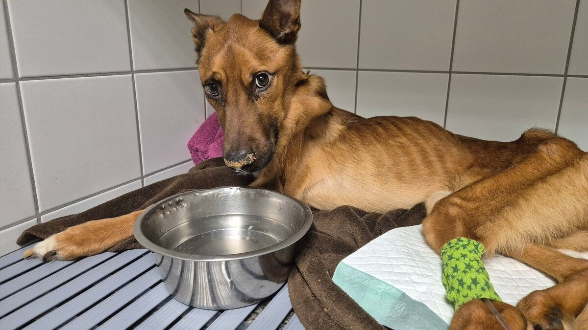 Illustration : "Des nouvelles rassurantes de Vicky le chien squelettique abandonné qui s'alimente enfin seul et a vu une cagnotte solidaire s'ouvrir pour ses soins "