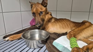 Illustration : Des nouvelles rassurantes de Vicky le chien squelettique abandonn&eacute; qui s'alimente enfin seul et a vu une cagnotte solidaire s'ouvrir pour ses soins 