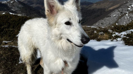 Illustration : Rest&eacute;e seule sur la cr&ecirc;te apr&egrave;s la chute de ses humains, une chienne erre 2 jours en montagne avant d&rsquo;&ecirc;tre retrouv&eacute;e