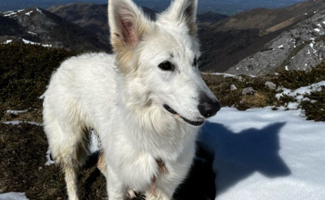 Restée seule sur la crête après la chute de ses humains, une chienne erre 2 jours en montagne avant d’être retrouvée