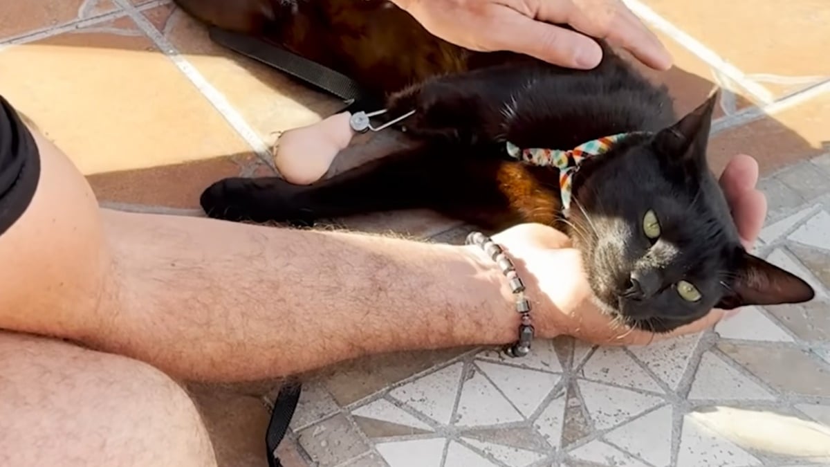 Illustration : "Caché dans un buisson et privé de 2 pattes, ce chat rebondit à des milliers de kilomètres et réconforte les vétérans handicapés"