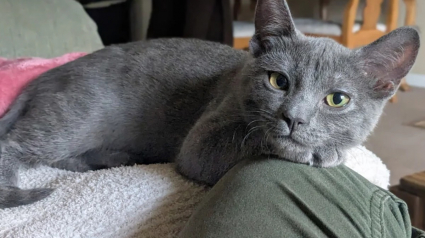 Illustration : Affect&eacute;e par la disparition de son ami canin et pr&eacute;f&eacute;rant les chiens aux f&eacute;lins, le &laquo; syst&egrave;me de distribution de chats &raquo; lui fait changer d'avis