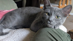 Illustration : Affectée par la disparition de son ami canin et préférant les chiens aux félins, le « système de distribution de chats » lui fait changer d'avis