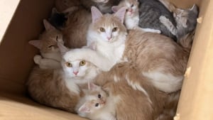 Illustration : &laquo; C'&eacute;tait une grande premi&egrave;re pour nous &raquo;, une femme ouvre un lourd carton abandonn&eacute; pr&egrave;s d'une benne &agrave; ordures et d&eacute;couvre 10 chats frigorifi&eacute;s