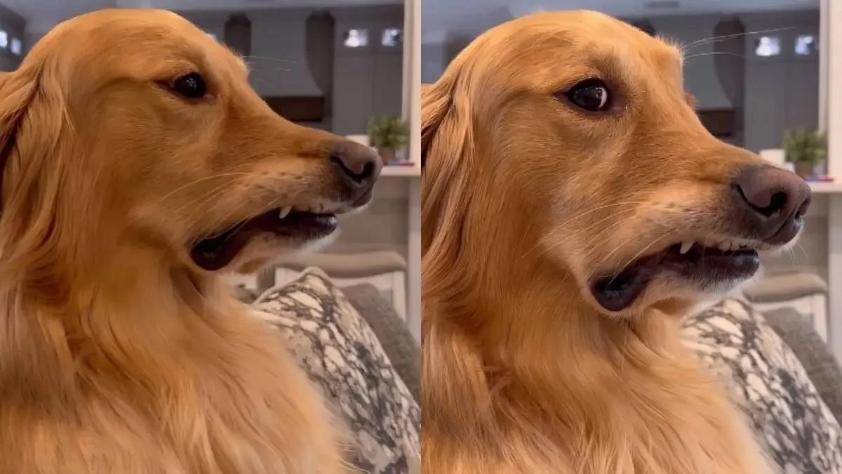 Illustration : "« Elle ment », un Golden Retriever réagit de manière hilarante à une étude sur les chiens qui nous jugent (vidéo)"