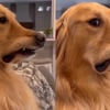 Illustration : &laquo; Elle ment &raquo;, un Golden Retriever r&eacute;agit de mani&egrave;re hilarante &agrave; une &eacute;tude sur les chiens qui nous jugent (vid&eacute;o)