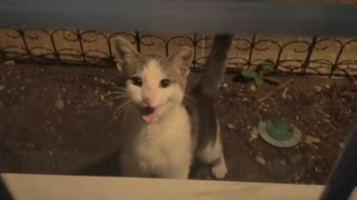 Illustration : "« Tu n'as plus à avoir peur ni à être seul », elle ouvre sa porte à un chat errant frigorifié et change sa vie (vidéo)"