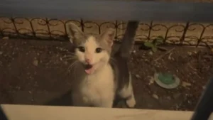 Illustration : « Tu n'as plus à avoir peur ni à être seul », elle ouvre sa porte à un chat errant frigorifié et change sa vie (vidéo)