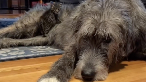 Illustration : Habituée à apaiser les chiens de son refuge cette femelle Lévrier irlandais materne tendrement 3 chatons malades (vidéo)