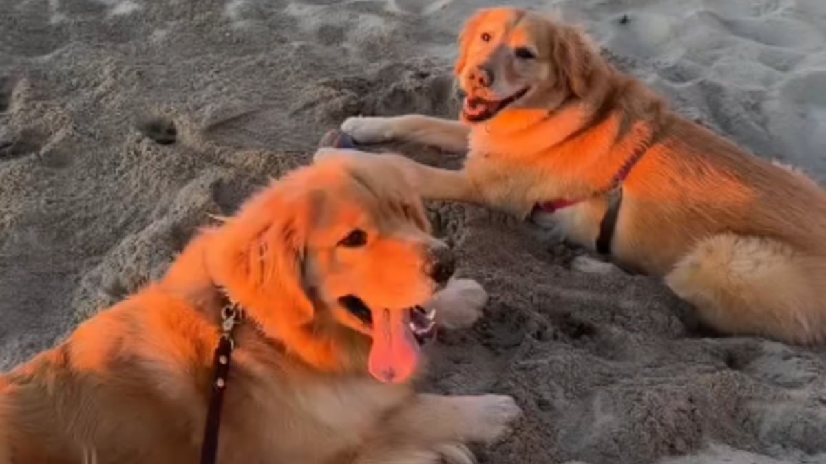 Illustration : "La plage devient le théâtre de retrouvailles pleines de joie pour 2 Golden Retrievers très liés (vidéo)"