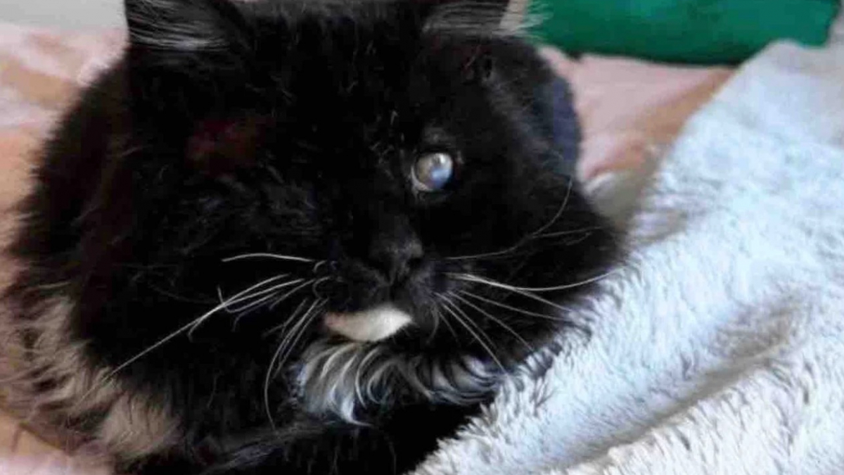 Illustration : "Atteint du FIV et devenu aveugle ce chat noir errant découvre enfin le bonheur d'un foyer aimant"