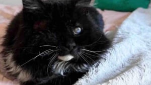 Illustration : "Atteint du FIV et devenu aveugle ce chat noir errant découvre enfin le bonheur d'un foyer aimant"