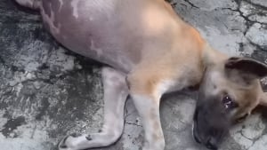 Illustration : Atteint d&rsquo;un grave trouble abdominal, ce chien dont le pronostic vital semblait engag&eacute; s&rsquo;en sort gr&acirc;ce &agrave; la t&eacute;nacit&eacute; d&rsquo;un refuge (vid&eacute;o)