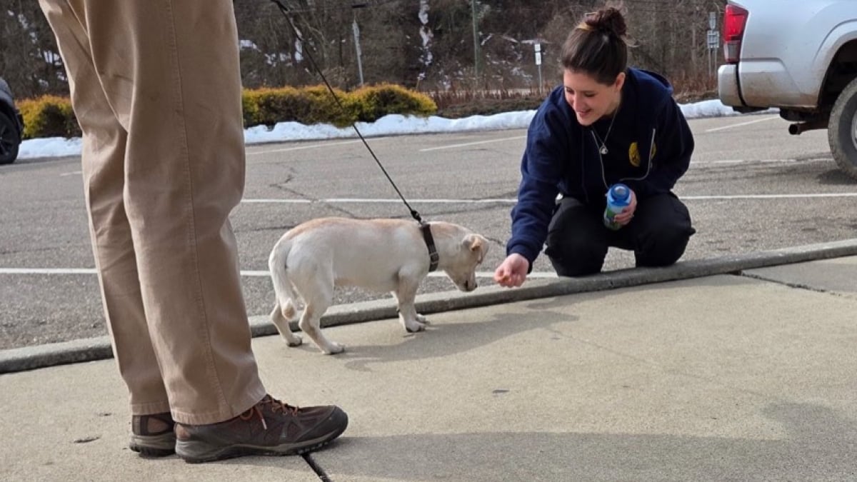 Illustration : "Retrouvé attaché à une table de pique-nique sans aucune explication, ce petit chien n’aura passé que quelques heures au refuge"