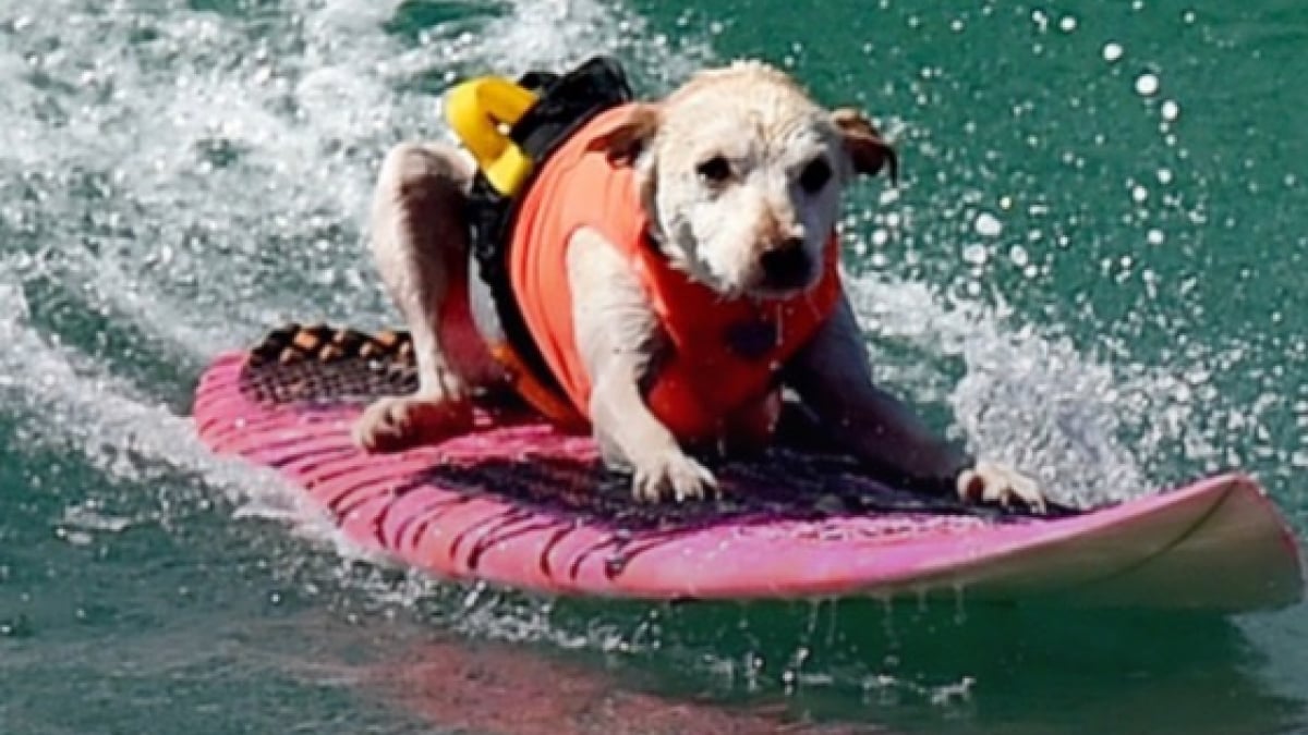 Illustration : "« Je ne suis pas prêt à ce qu’elle parte », cette chienne surfeuse multi récompensée s’apprête à prendre sa dernière vague après la découverte d'un cancer"
