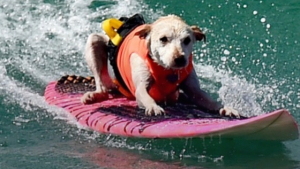 Illustration : « Je ne suis pas prêt à ce qu’elle parte », cette chienne surfeuse multi récompensée s’apprête à prendre sa dernière vague après la découverte d'un cancer