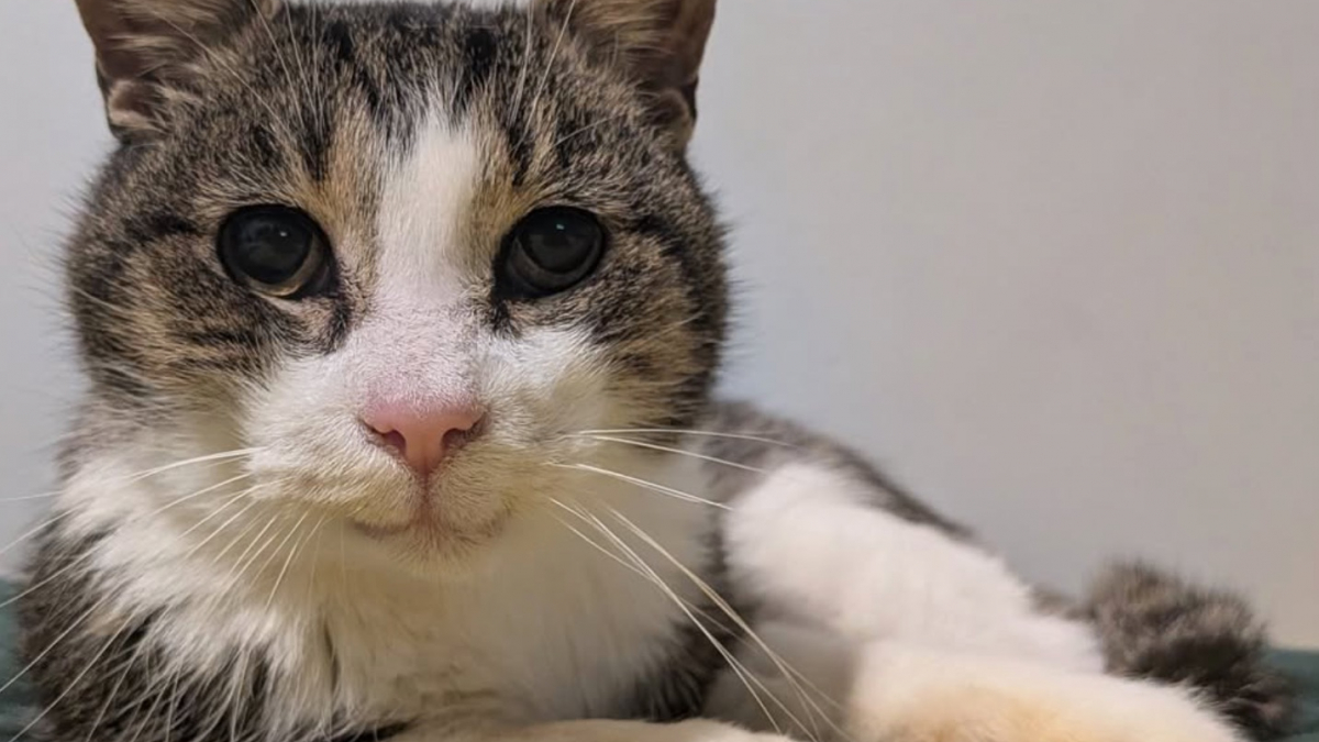 Illustration : "D'abord terrifié par son nouvel environnement ce chat errant à qui il ne reste qu'une seule dent devient un véritable pot de colle"