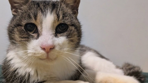 Illustration : D'abord terrifié par son nouvel environnement ce chat errant à qui il ne reste qu'une seule dent devient un véritable pot de colle