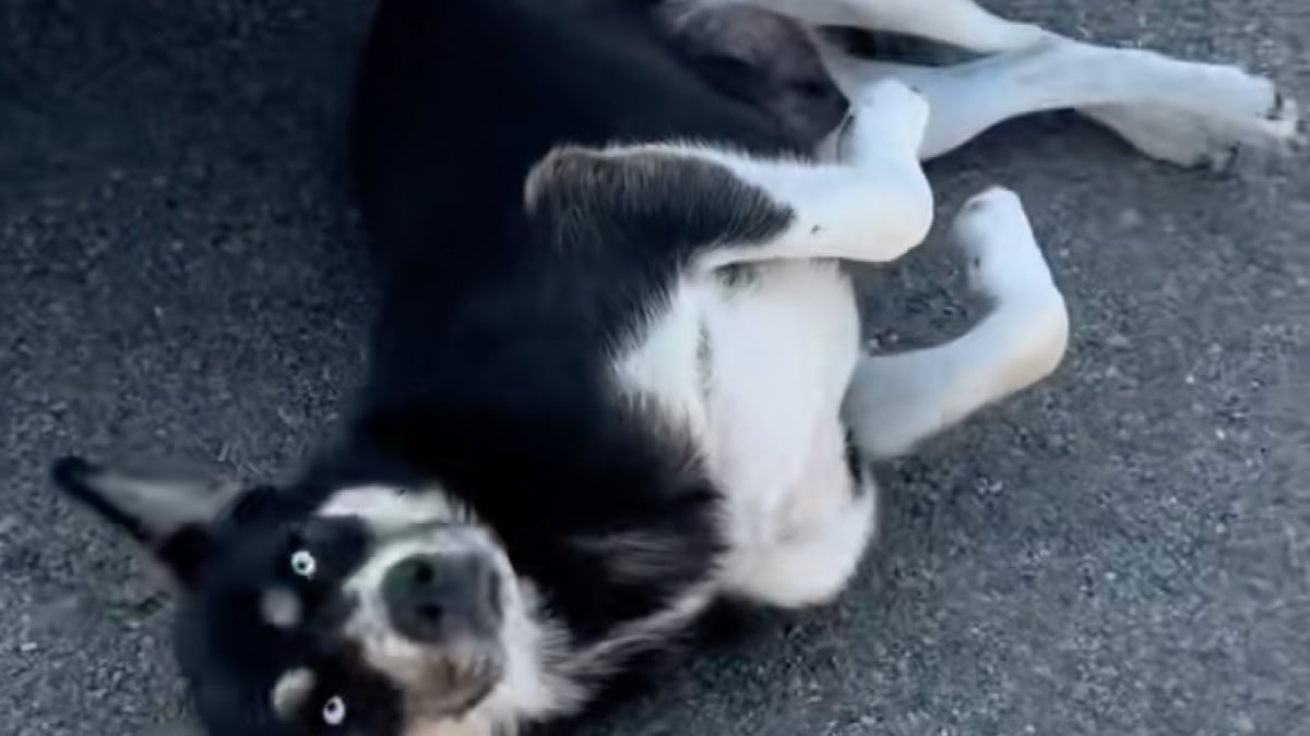 Illustration : "Une chienne très affectueuse comprenant à qui elle a affaire guide sa sauveteuse jusqu’à l’endroit où elle a caché ses petits (vidéo)"