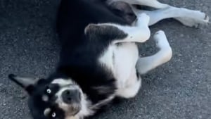 Illustration : Une chienne tr&egrave;s affectueuse comprenant &agrave; qui elle a affaire guide sa sauveteuse jusqu&rsquo;&agrave; l&rsquo;endroit o&ugrave; elle a cach&eacute; ses petits (vid&eacute;o)