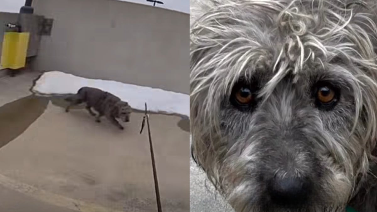 Illustration : "Un agent animalier monte sur le toit et manie la perche de capture avec dextérité pour secourir une chienne en fugue depuis 9 jours (vidéo)"