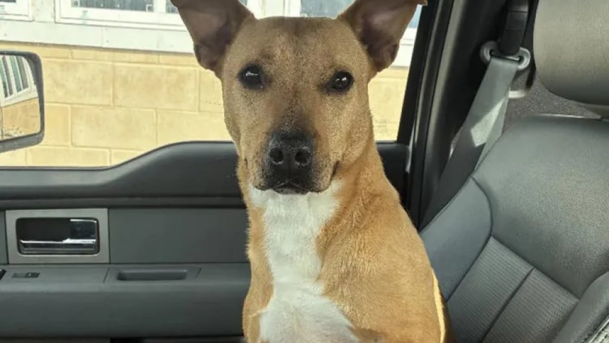 Illustration : "Après 803 jours passés au refuge, cette chienne trouve enfin un foyer grâce à une publication sur les réseaux sociaux"