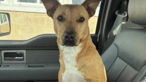 Illustration : Après 803 jours passés au refuge, cette chienne trouve enfin un foyer grâce à une publication sur les réseaux sociaux