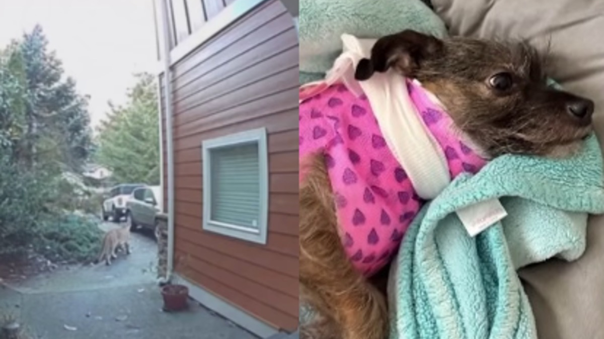 Illustration : "Un puma s'empare de sa chienne et tente de l'emmener en haut d'un arbre, il le poursuit courageusement pour la sauver (vidéo)"