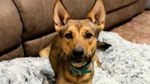 Illustration : &laquo; Elle n'y retournera pas &raquo;, une femme retrouve une chienne abandonn&eacute;e &agrave; 2 reprises et lui offre un foyer pour toujours (vid&eacute;o)