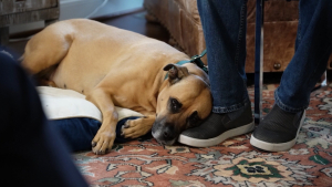 Illustration : &laquo; Son aboiement &eacute;tait diff&eacute;rent &raquo; cette chienne h&eacute;ro&iuml;que d&eacute;couvre une femme atteinte d'Alzheimer gel&eacute;e dans la neige (vid&eacute;o)