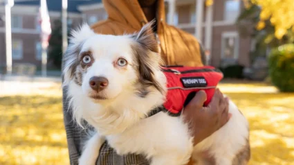 Illustration : &laquo; Bien plus qu'un simple r&eacute;confort &raquo;, cette petite chienne de th&eacute;rapie aide des adolescents traumatis&eacute;s &agrave; retrouver espoir (vid&eacute;o)