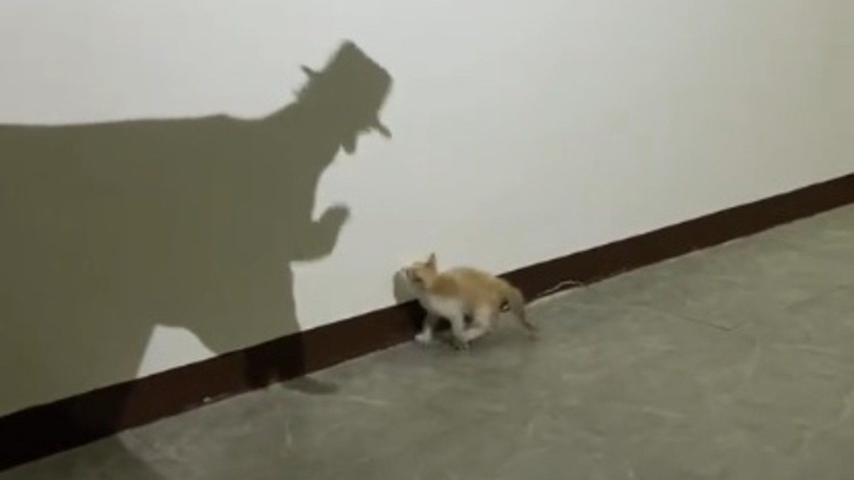 Illustration : "Tandis qu’il crée des ombres avec ses mains, son chaton curieux croit avoir trouvé un nouvel ami (vidéo)"