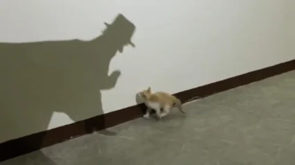 Illustration : Tandis qu&rsquo;il cr&eacute;e des ombres avec ses mains, son chaton curieux croit avoir trouv&eacute; un nouvel ami (vid&eacute;o)