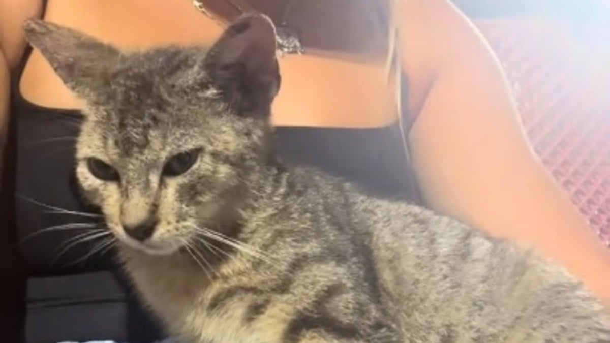 Illustration : "Spectatrice d'un match de baseball, elle est choisie par un chaton errant qui s'assied sur ses genoux et la fait tomber sous son charme (vidéo)"