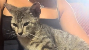 Illustration : Spectatrice d'un match de baseball, elle est choisie par un chaton errant qui s'assied sur ses genoux et la fait tomber sous son charme (vidéo)