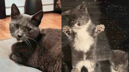 Illustration : Une chatte am&egrave;ne ses chatons devant une maison pour demander de l&rsquo;aide, son geste sauve toute la petite famille du froid