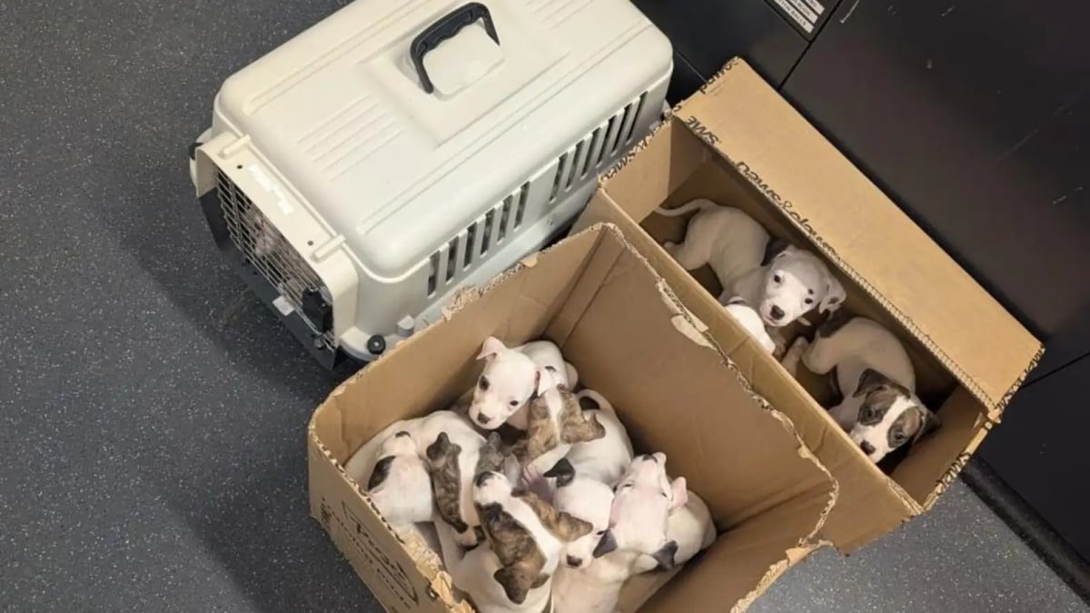 Illustration : "Découverts sur un sentier par un promeneur, 15 chiots abandonnés sont recueillis et placés en famille d’accueil"