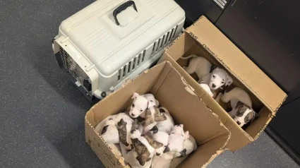 Illustration : D&eacute;couverts sur un sentier par un promeneur, 15 chiots abandonn&eacute;s sont recueillis et plac&eacute;s en famille d&rsquo;accueil