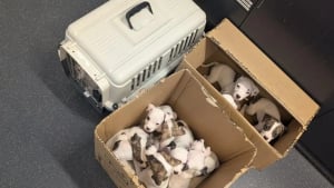 Illustration : D&eacute;couverts sur un sentier par un promeneur, 15 chiots abandonn&eacute;s sont recueillis et plac&eacute;s en famille d&rsquo;accueil