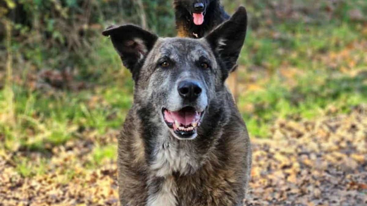 Illustration : "« Gros 