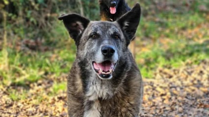 Illustration : &laquo; Gros "nounours" plein de tendresse &raquo;, Spirou cherche aujourd&rsquo;hui un foyer aimant apr&egrave;s sa vie de souffrance attach&eacute; dans une serre