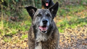 Illustration : « Gros 