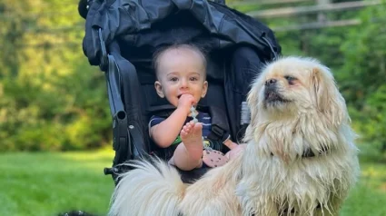 Illustration : Une chienne anxieuse autrefois utilis&eacute;e pour la reproduction s&rsquo;apaise enfin lorsqu&rsquo;elle rencontre son petit fr&egrave;re humain 