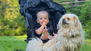 Illustration : Une chienne anxieuse autrefois utilisée pour la reproduction s’apaise enfin lorsqu’elle rencontre son petit frère humain 
